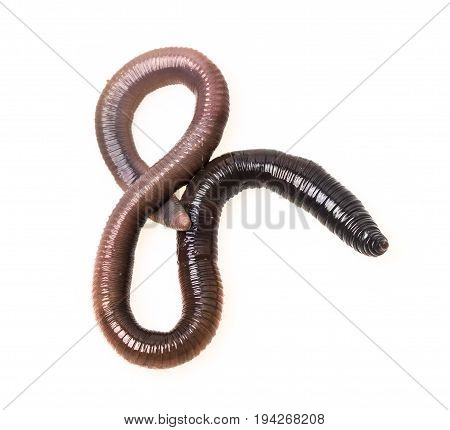 earthworm (Lumbricus terrestris) close up isolated on a white