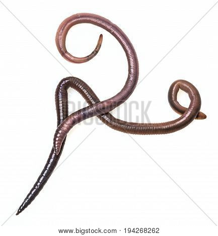 earthworm (Lumbricus terrestris) close up isolated on a white