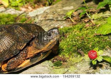 A close up of a Wood Turtle in the wild