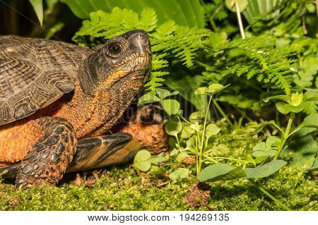 A close up of a Wood Turtle in the wild