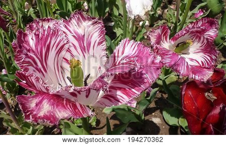 Fimbriate pink tulip, big flower in Nikitsky Botanic garden (Crimea Russia). Beautiful sort