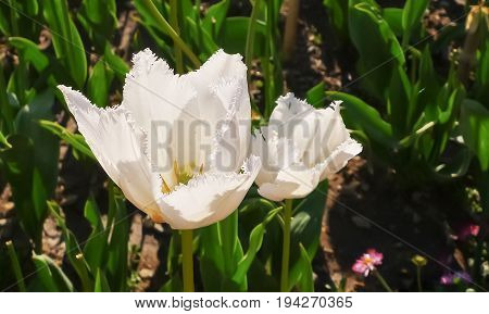 Fimbriate white delicate tulip close-up view. Nikitsky Botanic garden (Crimea Russia). Beautiful sort