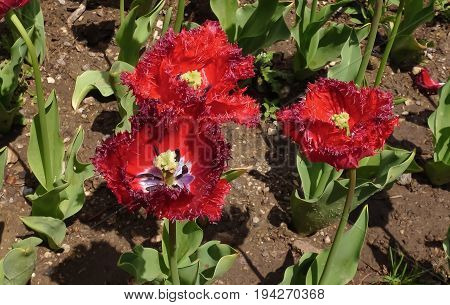 Three fimbriate bright colorful red tulips, close-up view. Nikitsky Botanic garden (Crimea Russia). Attractive sort