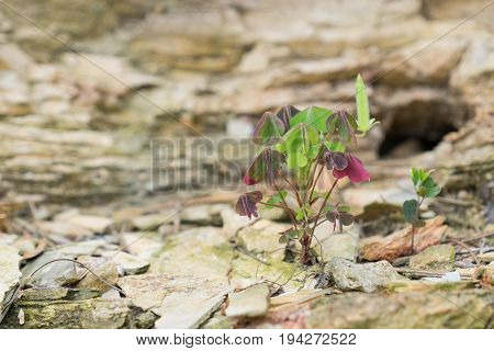Clover plant growing in rocks along a cliff