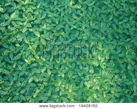 Pothos textura