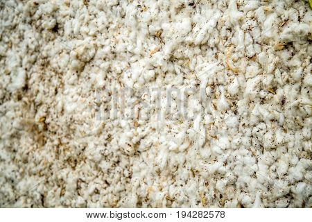 Cotton