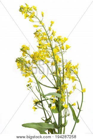 a rapeseed flowers isolated on a white