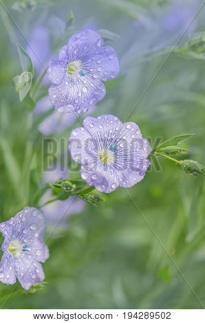 Flax Blue Flowers Close Up. Blue Flax Or Lint
