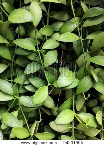 Small green leaves hanging on the wall