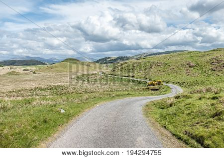 Scottish single track road with broom on a moor in the highlands, uk