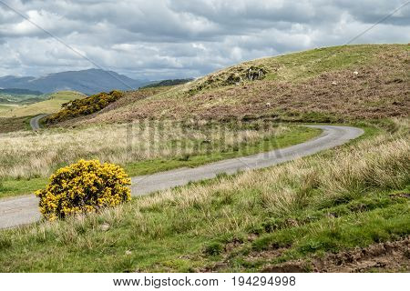 Scottish single track road with broom on a moor in the highlands, uk