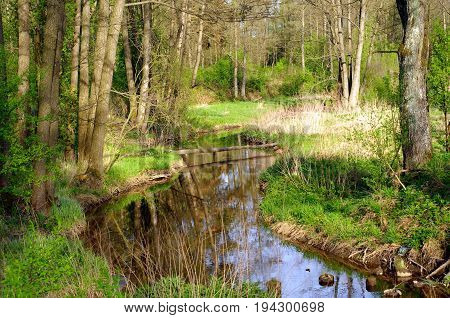 Wild creek in a forest, Masuria, Poland.