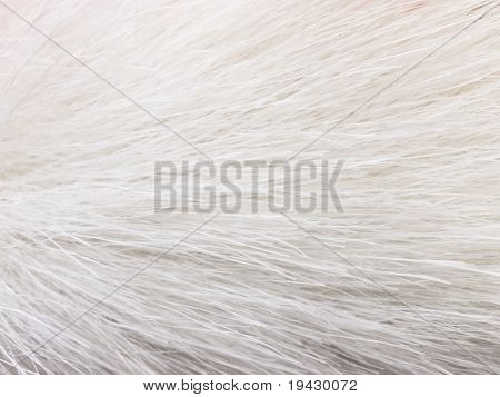 White fur, high magnification close up