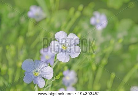 Linum Perenne Perennial Flax . Blue Flowers Of Flax