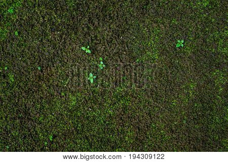 Green Mos Background  At Thailand