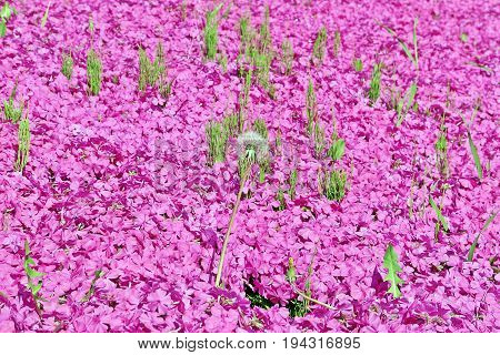 White flower grew up amoung plenty of shibazakura or pink moss flower in a bright day