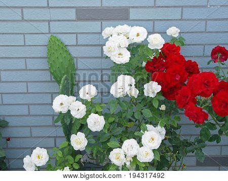 beautiful white and red rose in garden wall background summer