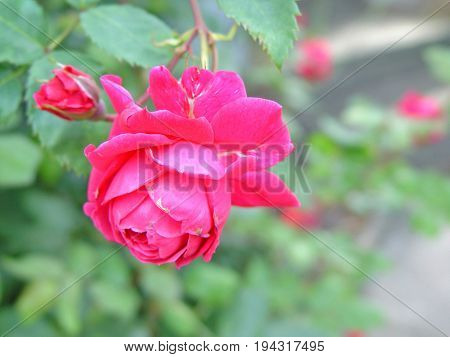 beautiful pink rose love in summer garden