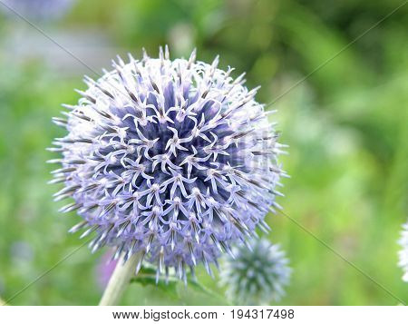 purple violet round flower in summer garden