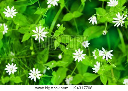 Summer landscape. White flowers of chickweed plants with leaves close-up