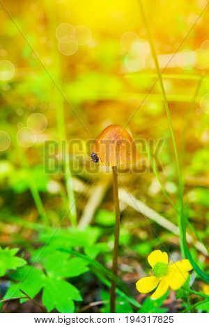Summer Sunny landscape with forest mushroom toadstool in the center and a beetle on the pileus
