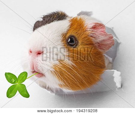 guinea pig looks through a hole in paper