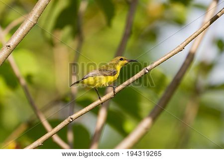 Olive-backed Sunbird, Yellow-bellied Sunbird