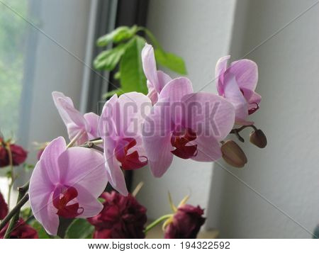 pink rose Orcadia nature flower background plant