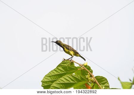 Olive-backed Sunbird, Yellow-bellied Sunbird
