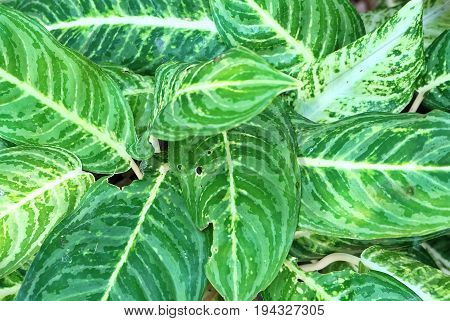 Background Pattern Beautiful Green and White Dieffenbachia Leaves or Dumb Cane Leaves Background.