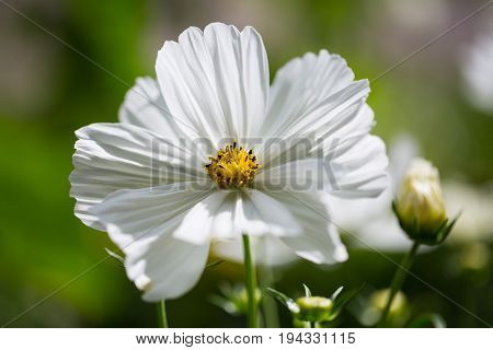 Cosmos bipinnatus in garden gardening summer flower flowering blossom white Cosmos bipinnatus