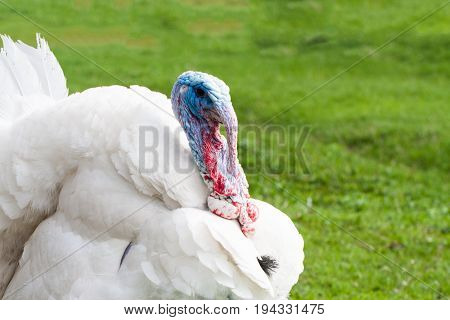 Portrait of a white turkey male or gobbler closeup on a green background.