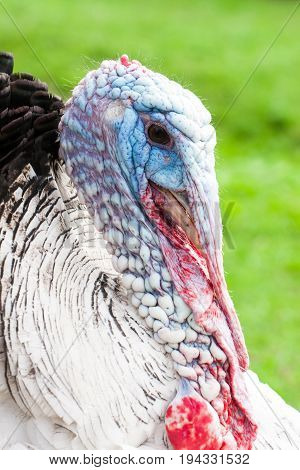 Portrait of a turkey male or gobbler closeup on a green background.