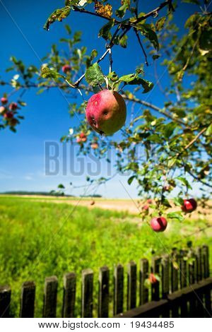 Boom ziekte, wormy apple