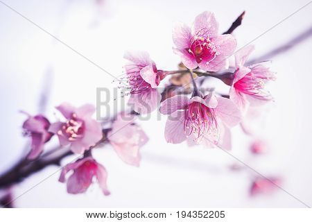 Cherry Blossom Or Sakura Flower Soft Focus And Blur In Vintage Style For Background