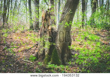 Old rotten tree in the fairy tale forest. Rotten tree. Moss on rotten tree.