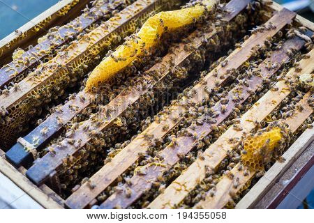 Honeycomb for hoeny farming wooden crate box