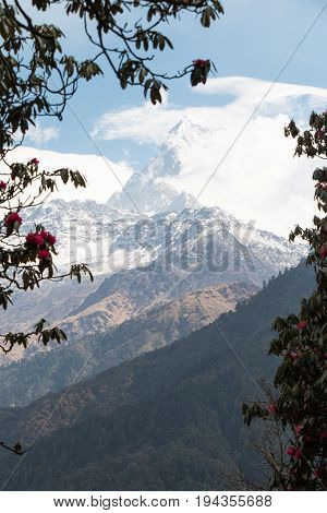 snow mountain with cloudy blue sky and blurred Rhododendron as foreground frame
