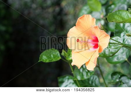 Hibiscus rosa-sinensis, known colloquially as Chinese hibiscus,China rose,Hawaiian hibiscus,and shoeblackplant,is a species of tropical hibiscus
