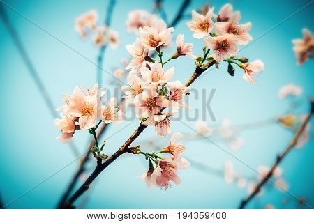Cherry Blossom Or Sakura Flower Soft Focus And Blur In Vintage Style For Background