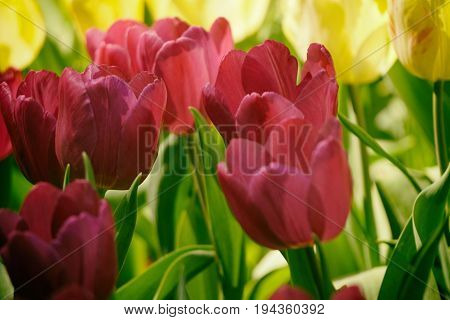 The tulip is a Eurasian and North African genus of herbaceous, perennial, bulbous plants in the lily family