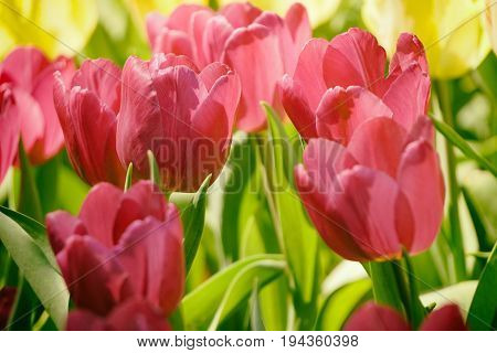 The tulip is a Eurasian and North African genus of herbaceous, perennial, bulbous plants in the lily family