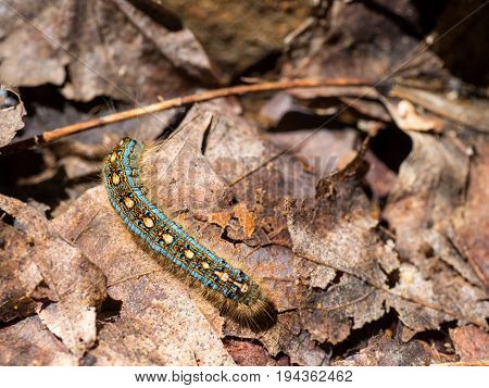 Blue colored Caterpillar on leaves on a forest floor