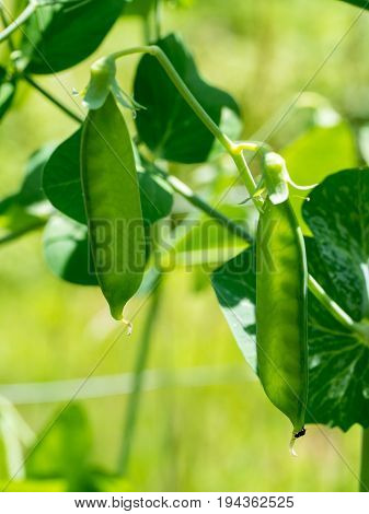 pea Pod growing in a vegetable garden