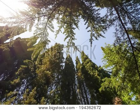 Attractive crowns of coniferous trees: cypresses pines - against sunny sky. Nikitsky Botanic garden (Crimea Russia). Natural impressive background