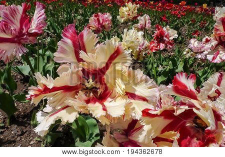 Glamorous colorful parrot tulips, close-up view. Nikitsky Botanic garden (Crimea Russia). Unusual sort