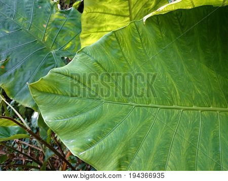 Big Tropical Green Leaf Natural Background. Greenery Leaves Of Alocasia Odora Or Elefant Ear, Partia