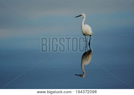 Little egret reflected in the water of Seaton Wetlands Devon