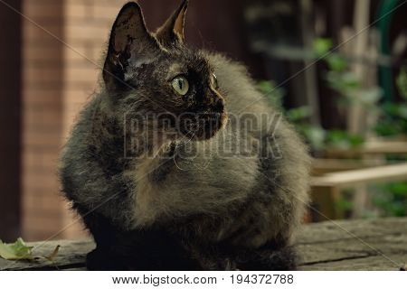 cat sitting on a log and watching something is watching