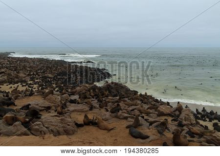Colony of cape fur seals from Cape Point Namibia